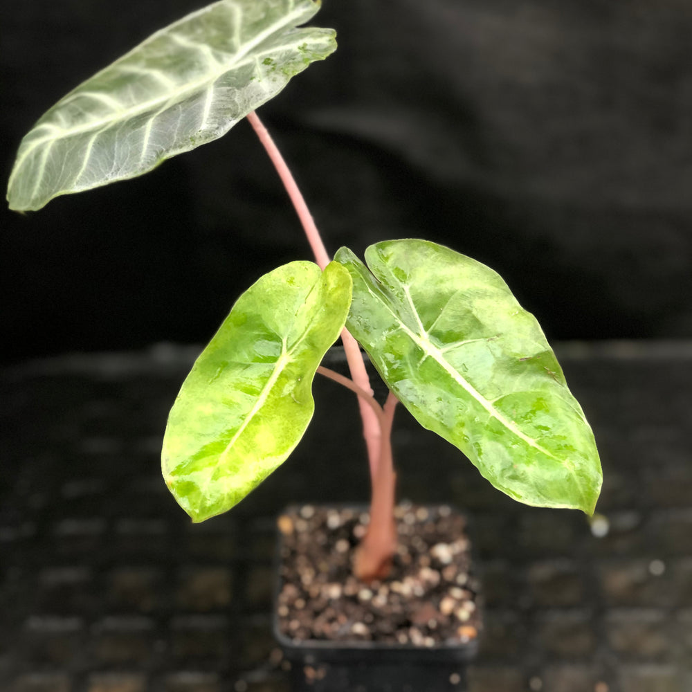 
                      
                        Alocasia Morocco "Pink Dragon"
                      
                    