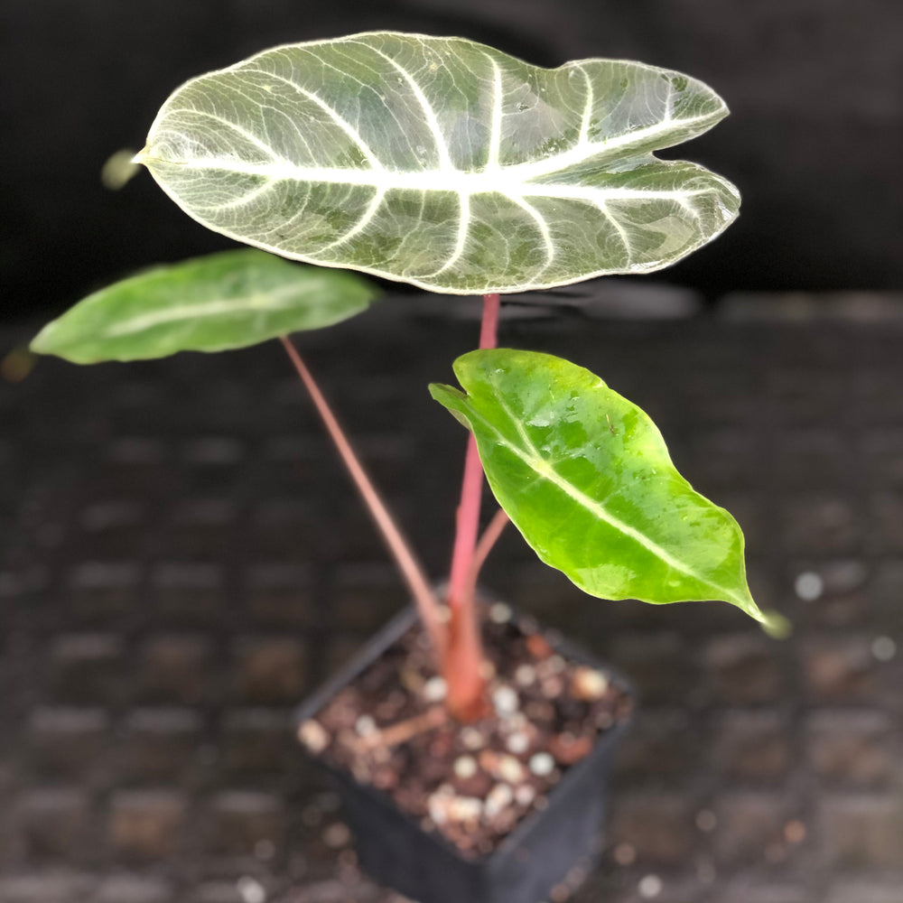 
                      
                        Alocasia Morocco "Pink Dragon"
                      
                    