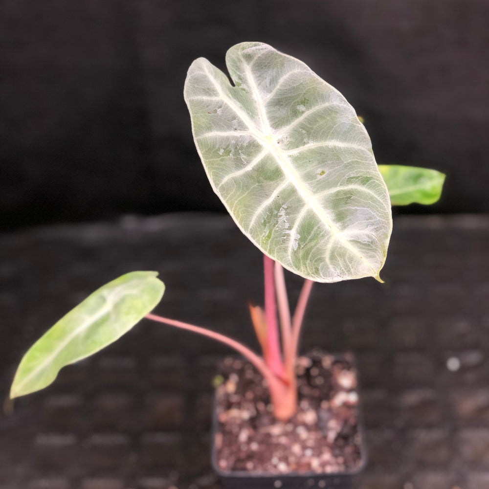 
                      
                        Alocasia Morocco "Pink Dragon"
                      
                    