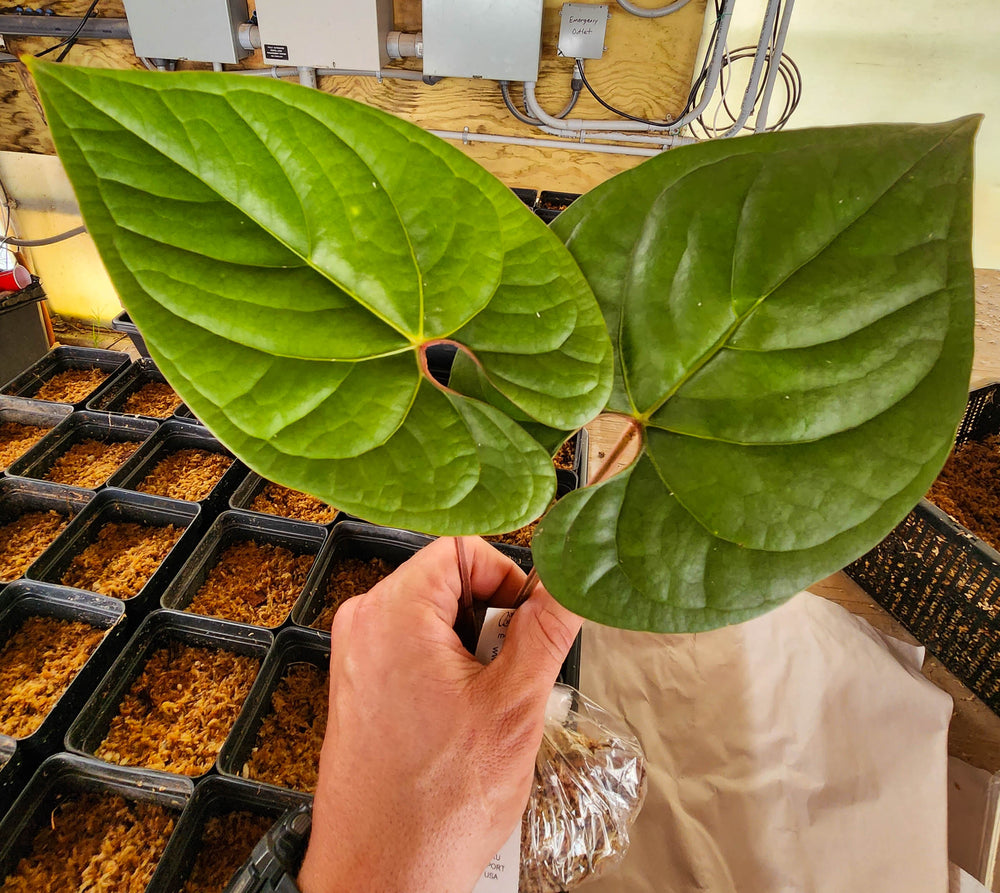 Anthurium aff. debilis Silver