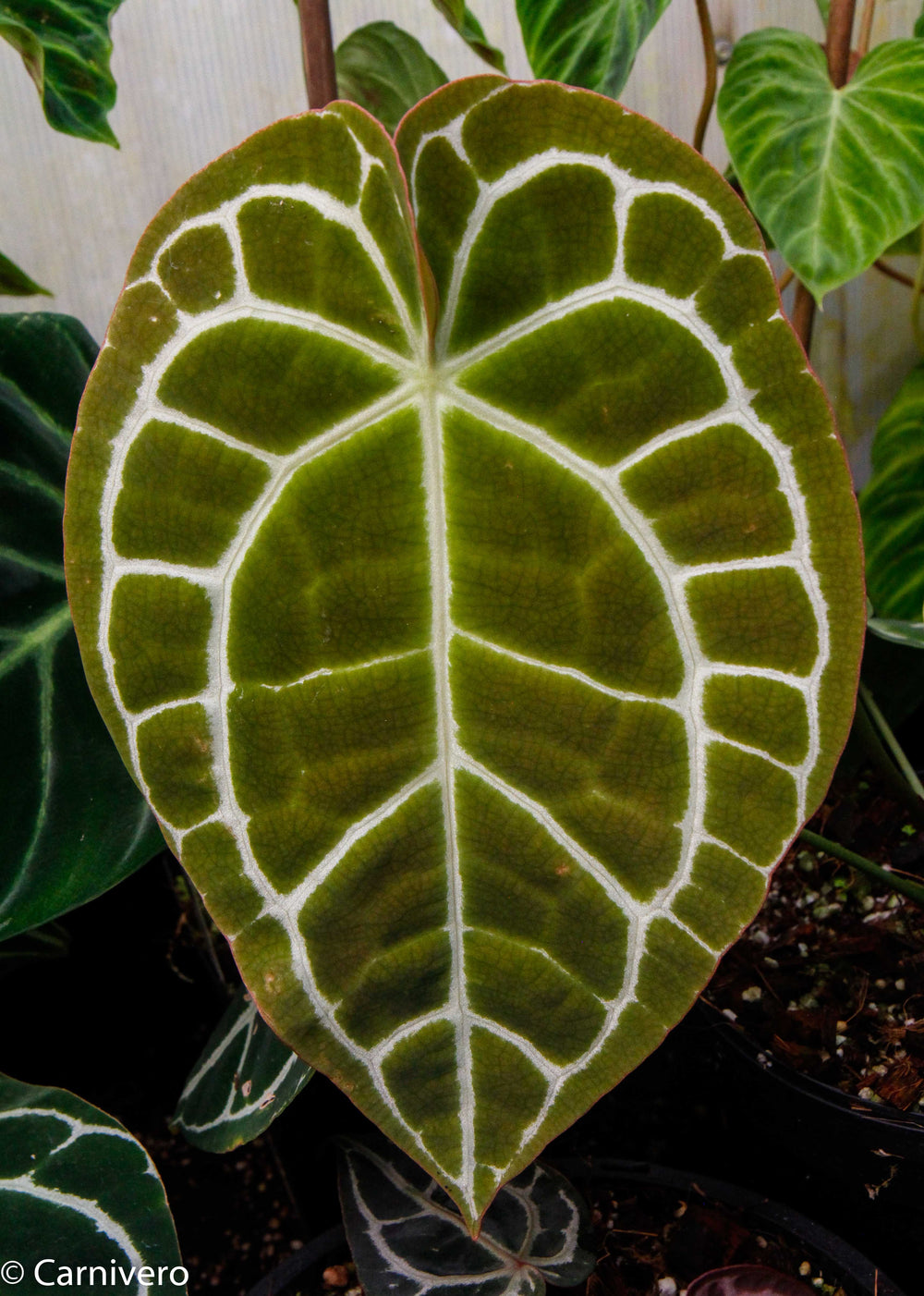 Anthurium crystallinum