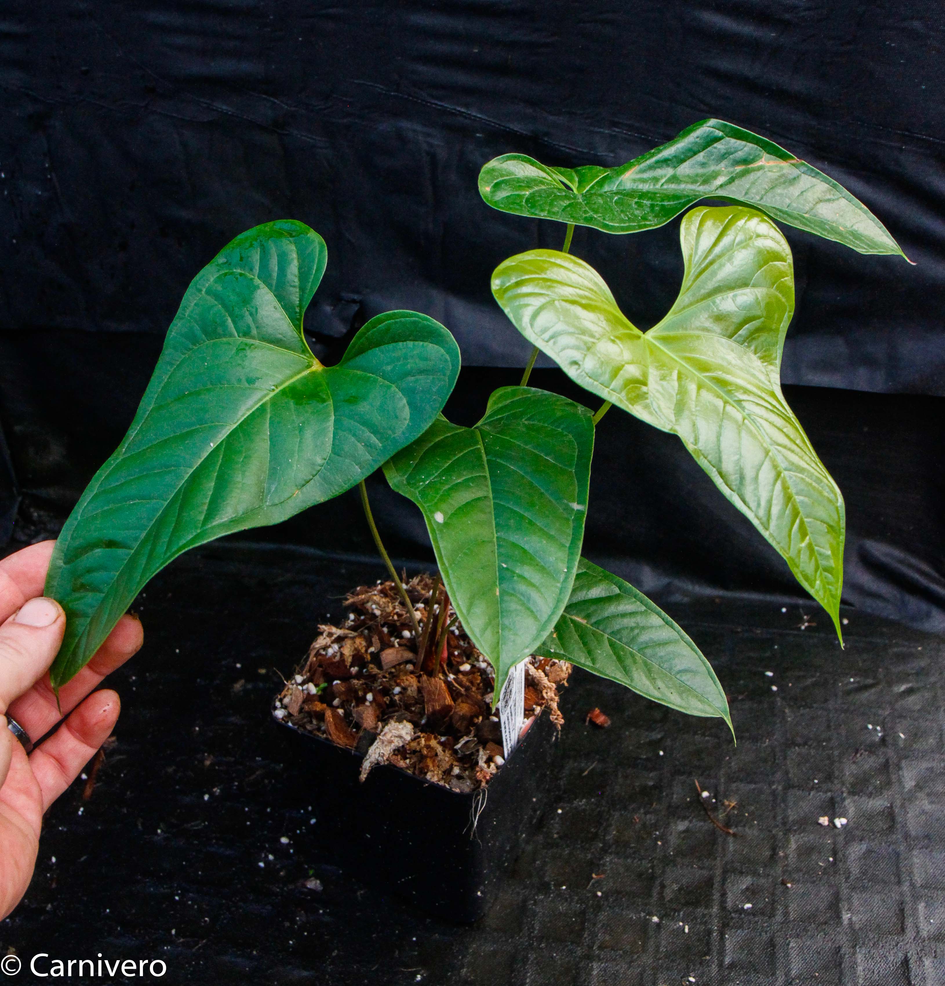 Anthurium ivanportillae – Carnivero