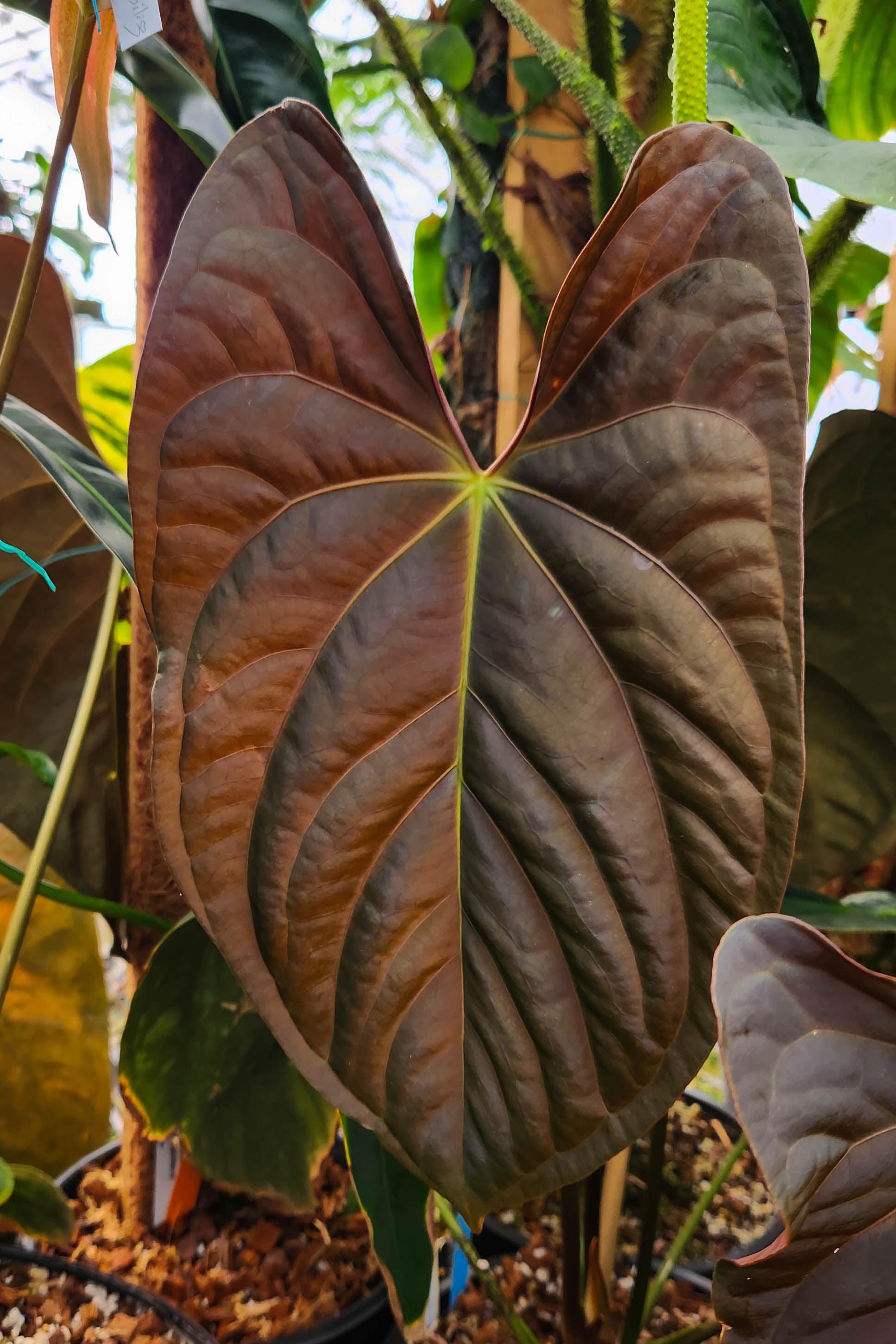 Anthurium papillilaminum (SC1 x SC2), CAR-0272 – Carnivero