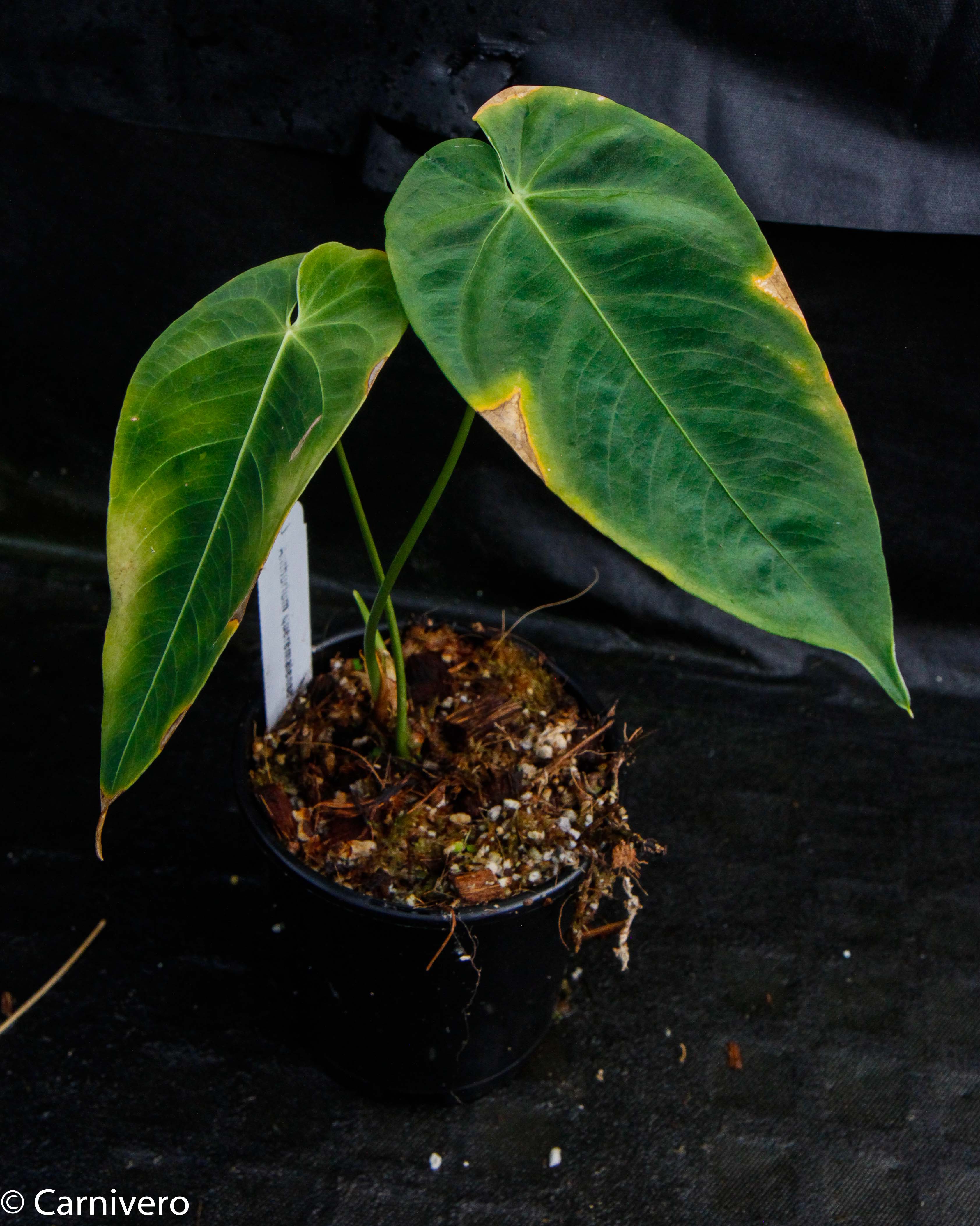 Anthurium queremalense – Carnivero