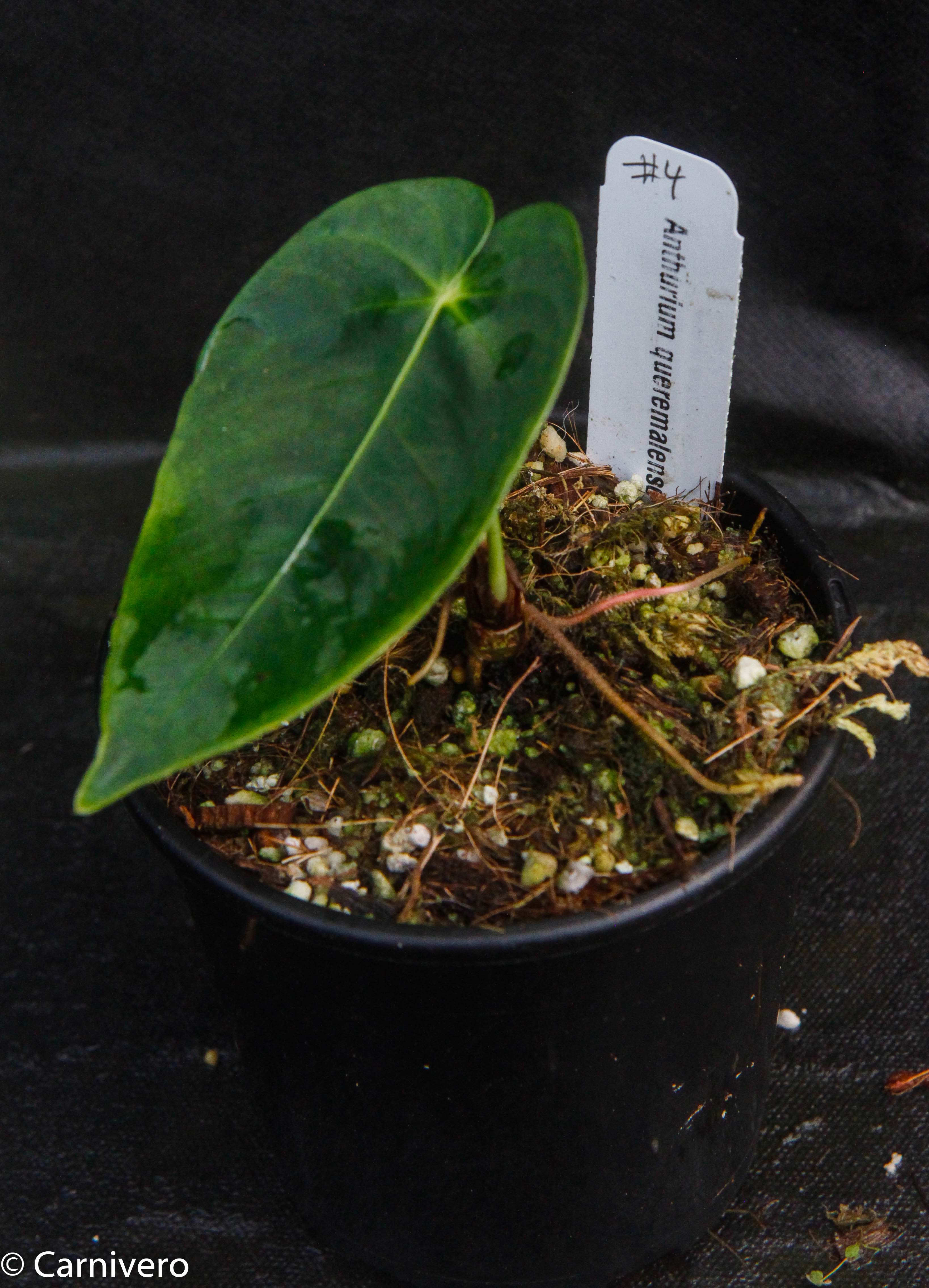 Anthurium queremalense – Carnivero