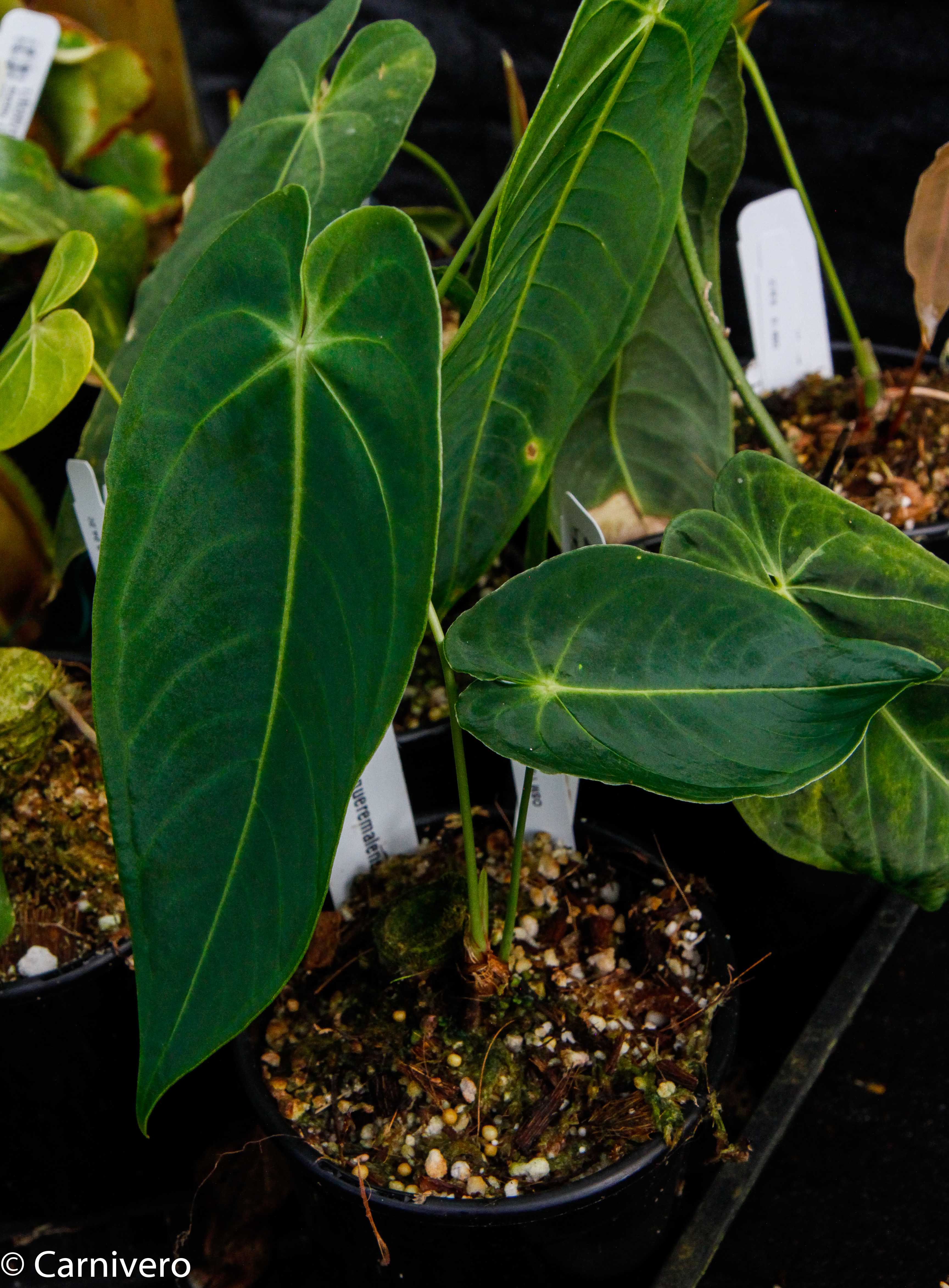 Anthurium queremalense – Carnivero