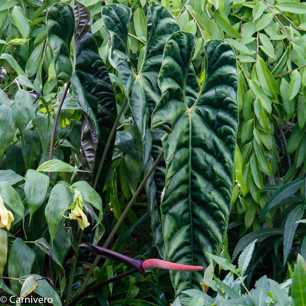 Anthurium recavum