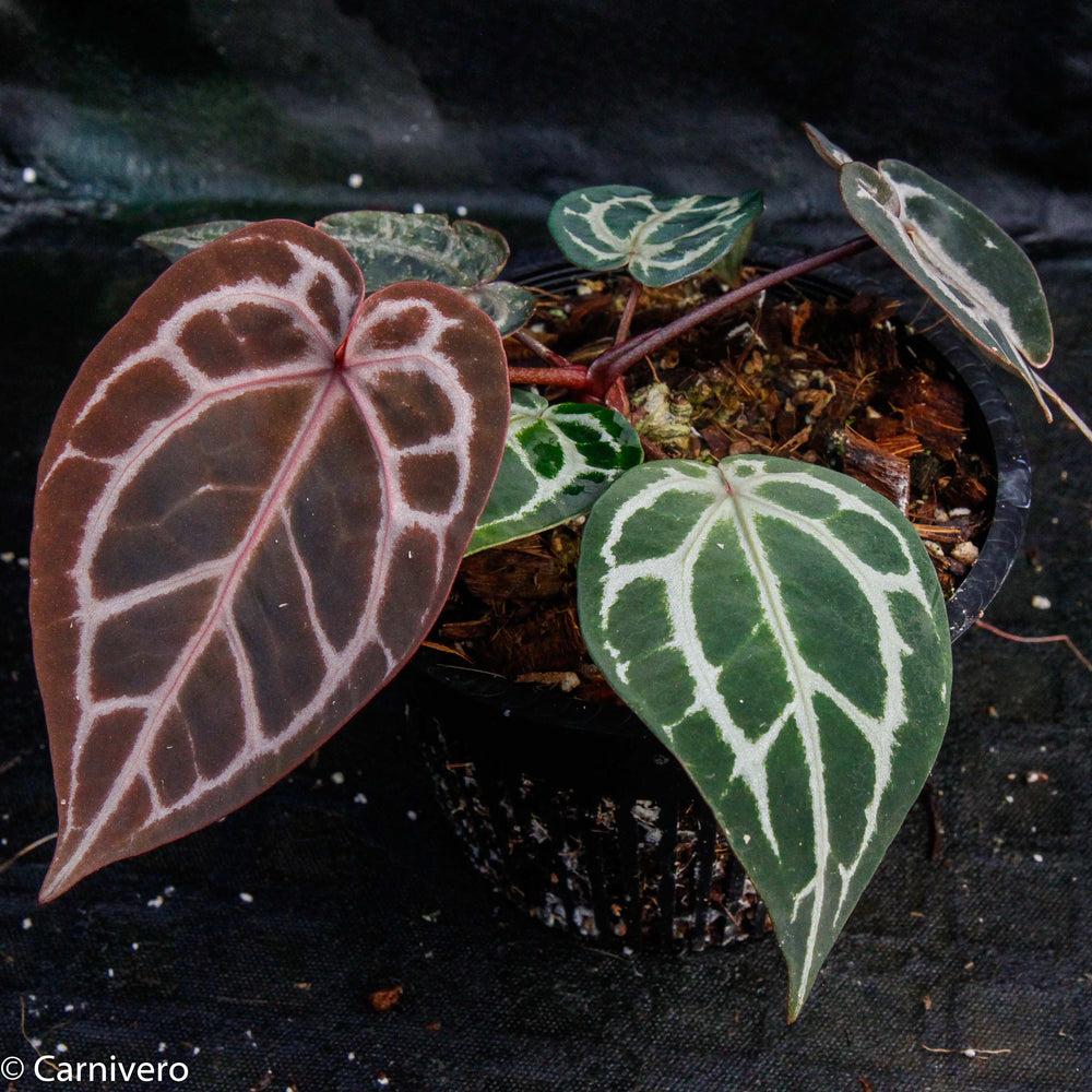 Anthurium 