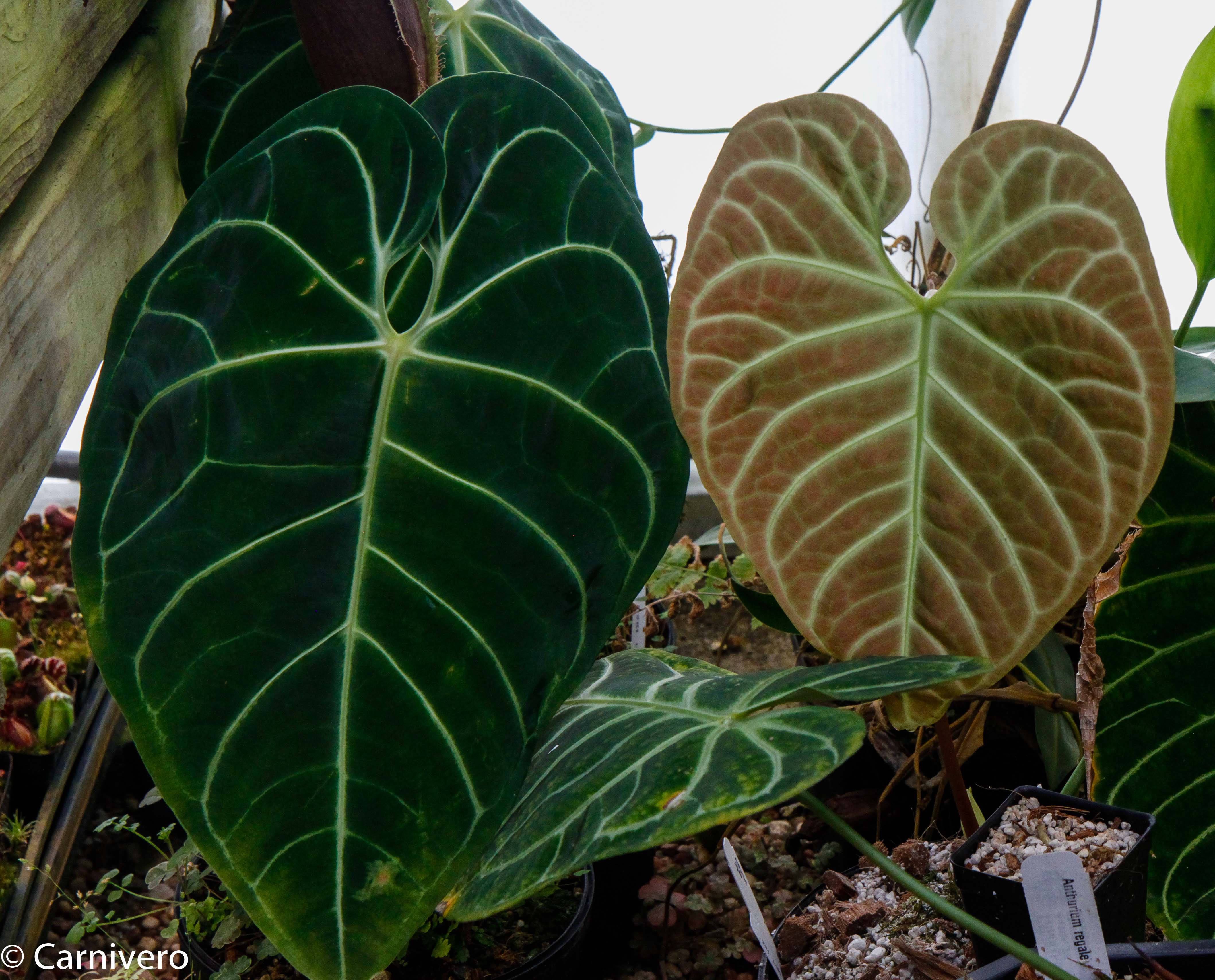 Anthurium regale – Carnivero