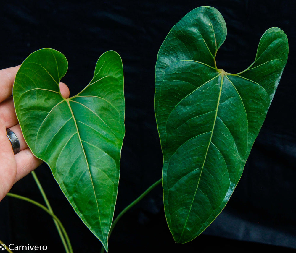 Anthurium decipiens