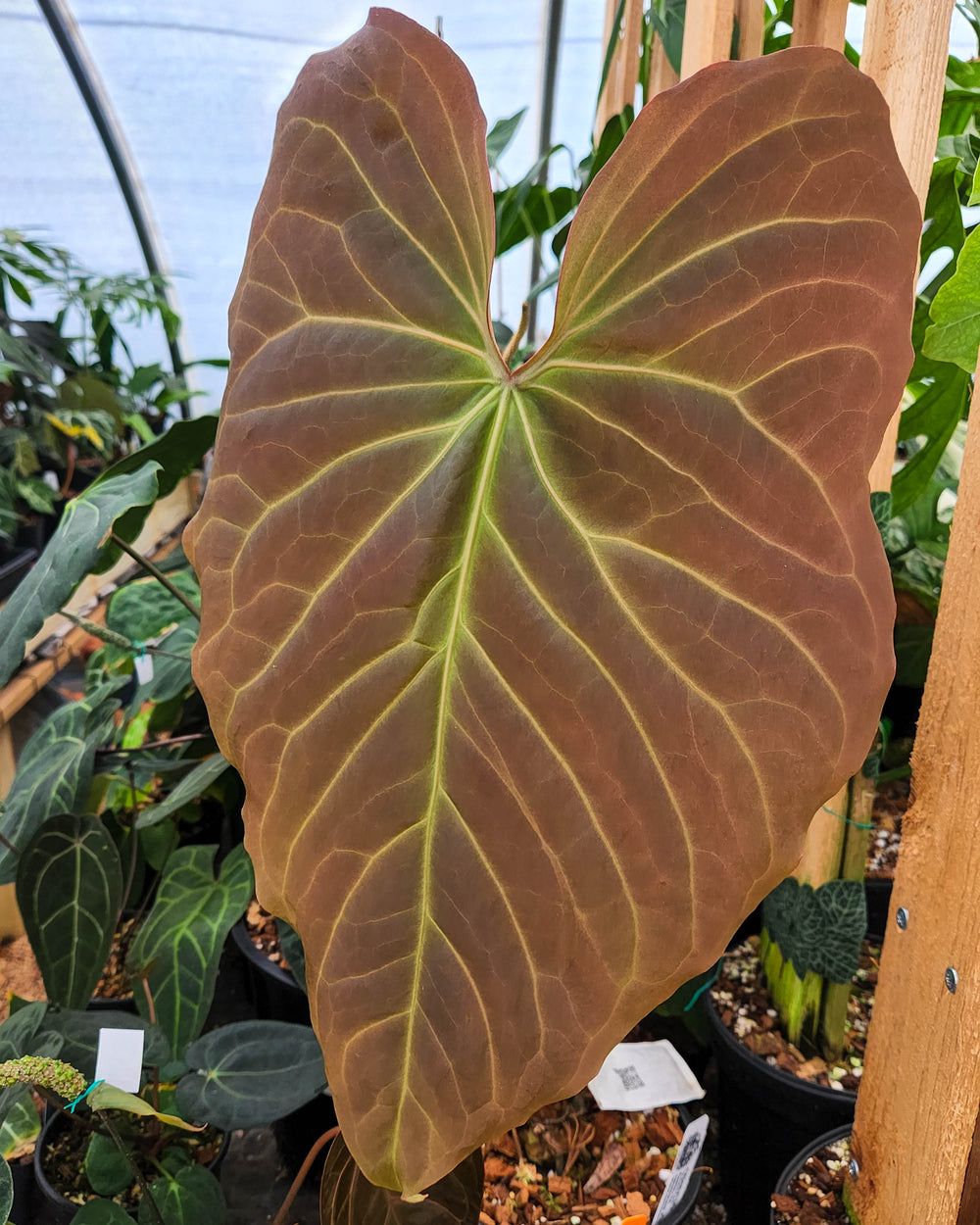 Anthurium sp. nov Peru 