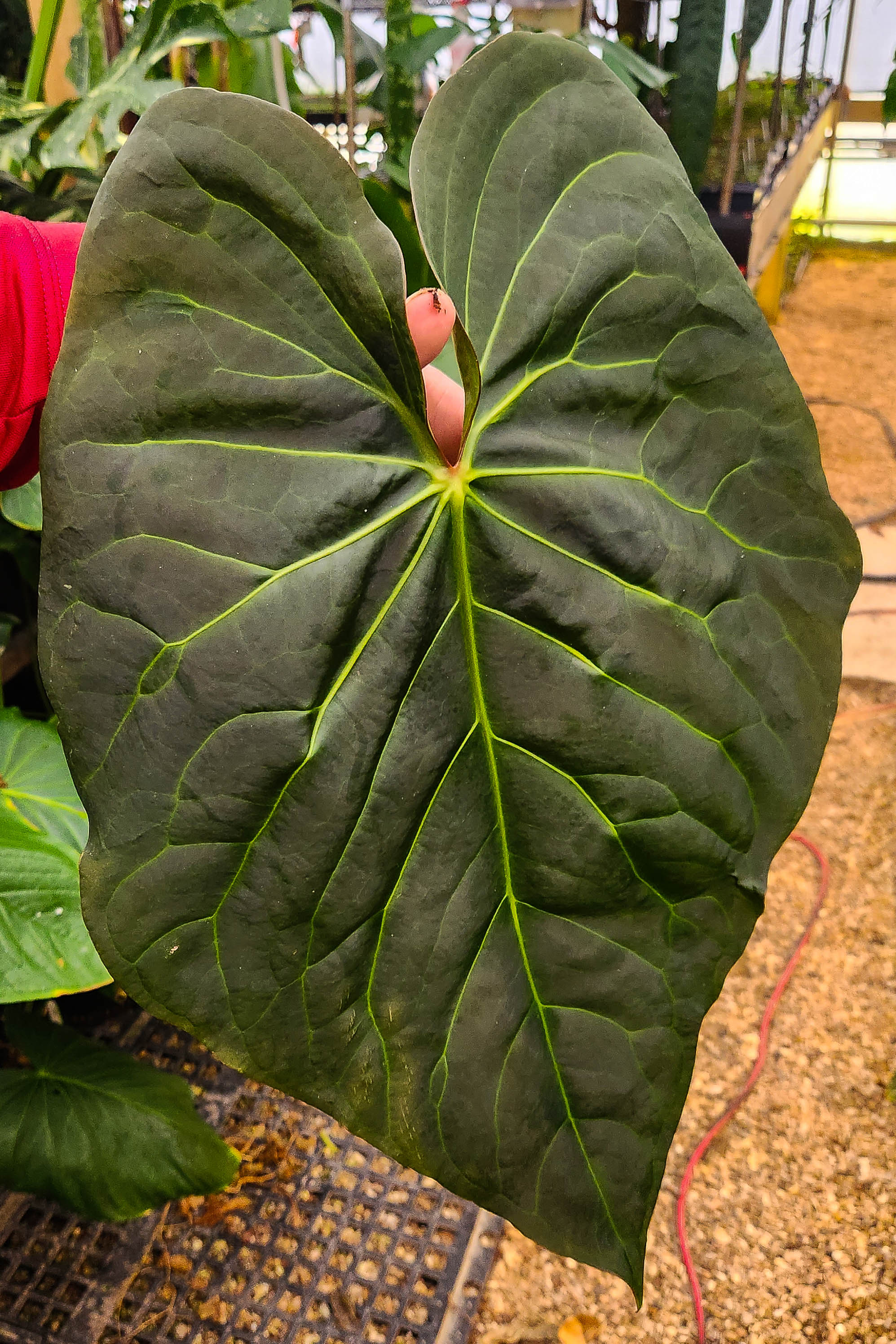 Anthurium sp. nov Peru 