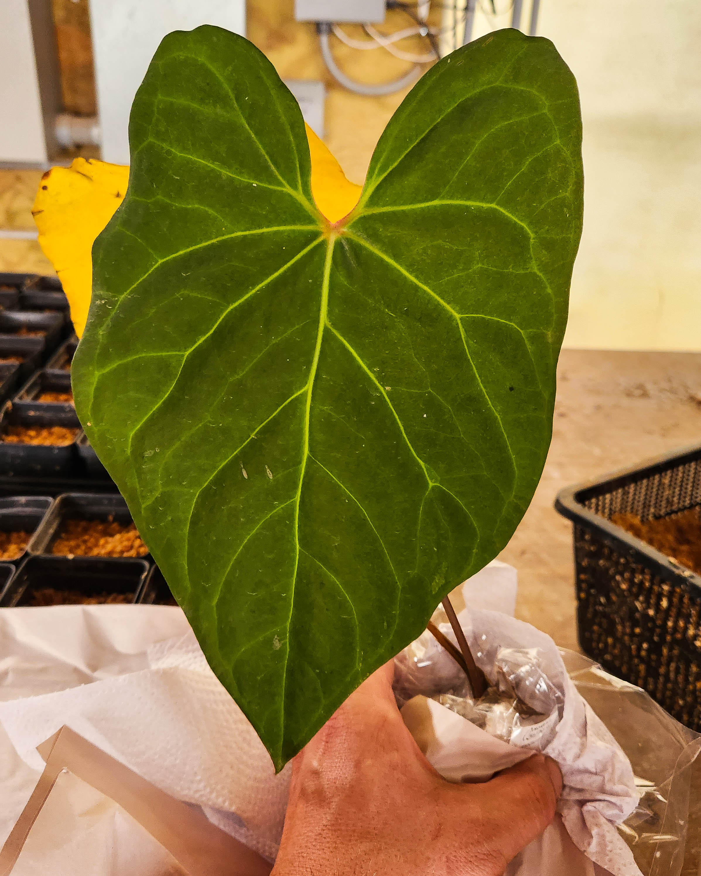 Anthurium sp. nov Peru 