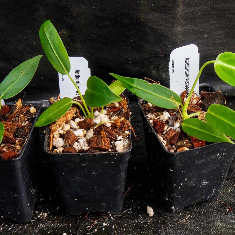 
                      
                        Anthurium warocqueanum, Queen Anthurium
                      
                    