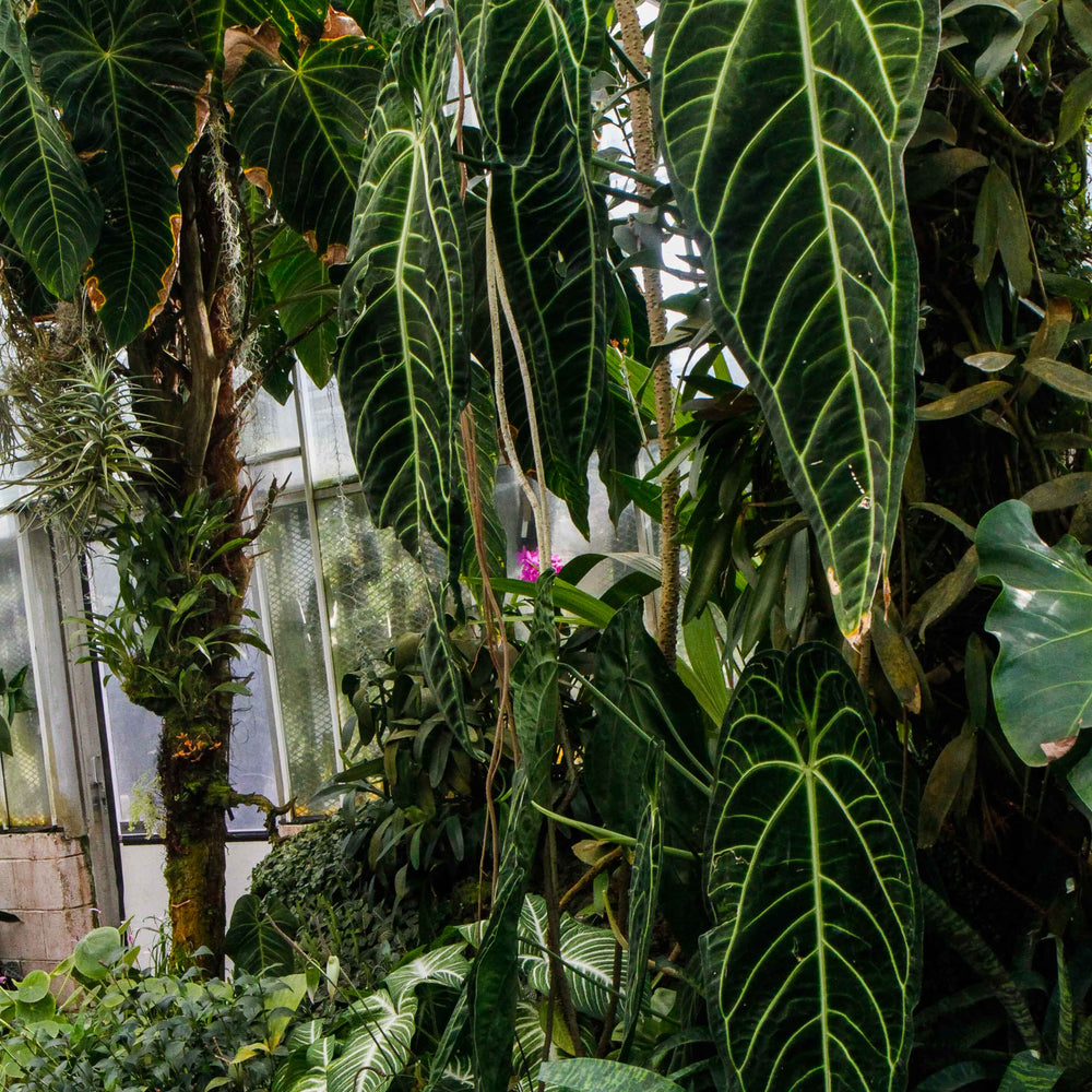 
                      
                        Anthurium warocqueanum, Queen Anthurium
                      
                    