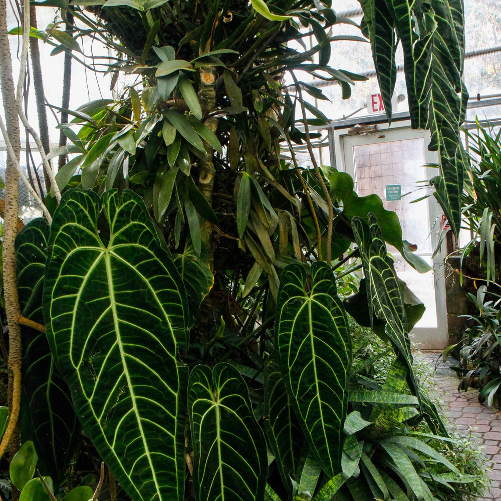 
                      
                        Anthurium warocqueanum, Queen Anthurium
                      
                    