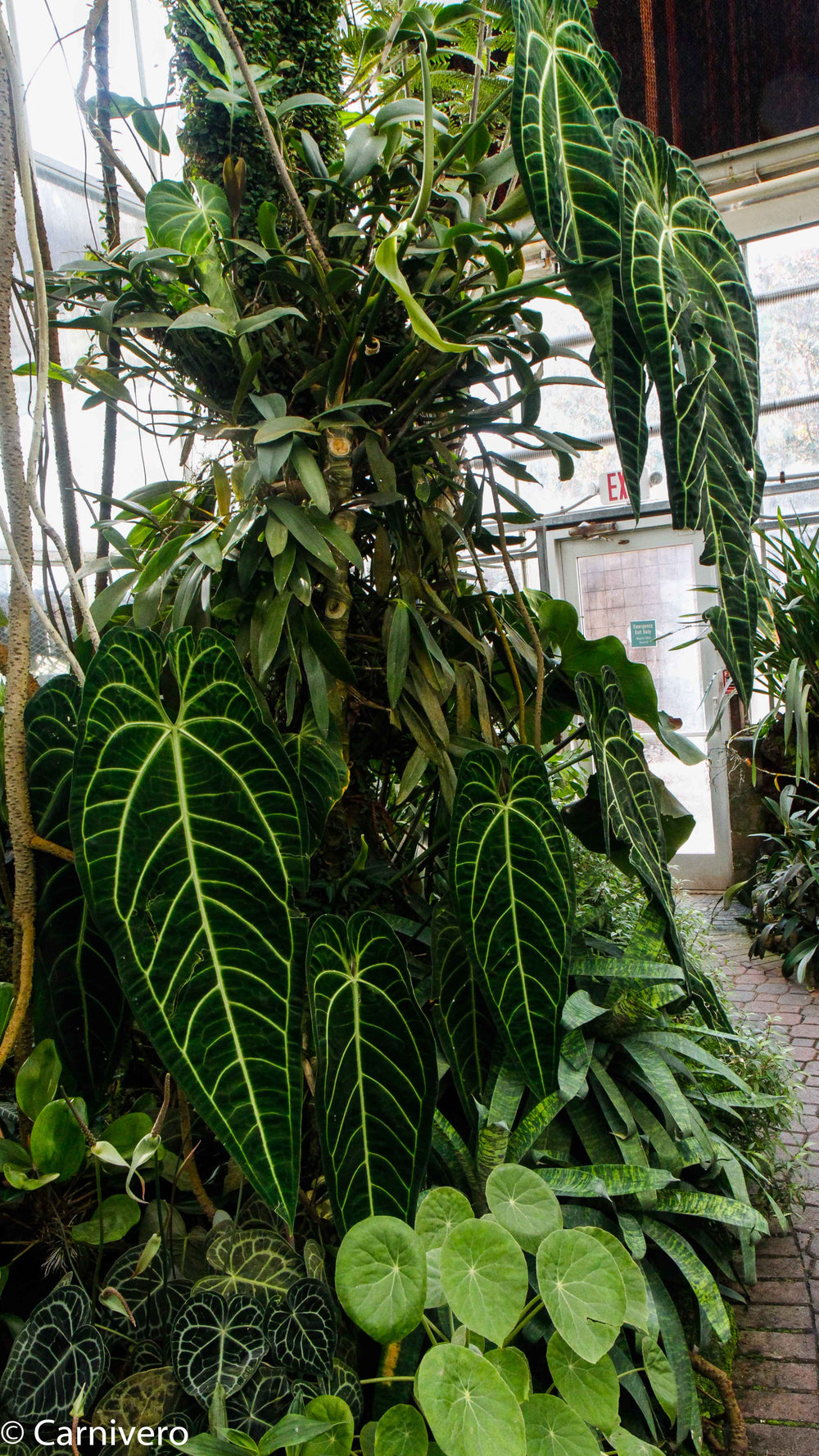 Anthurium warocqueanum, Queen Anthurium