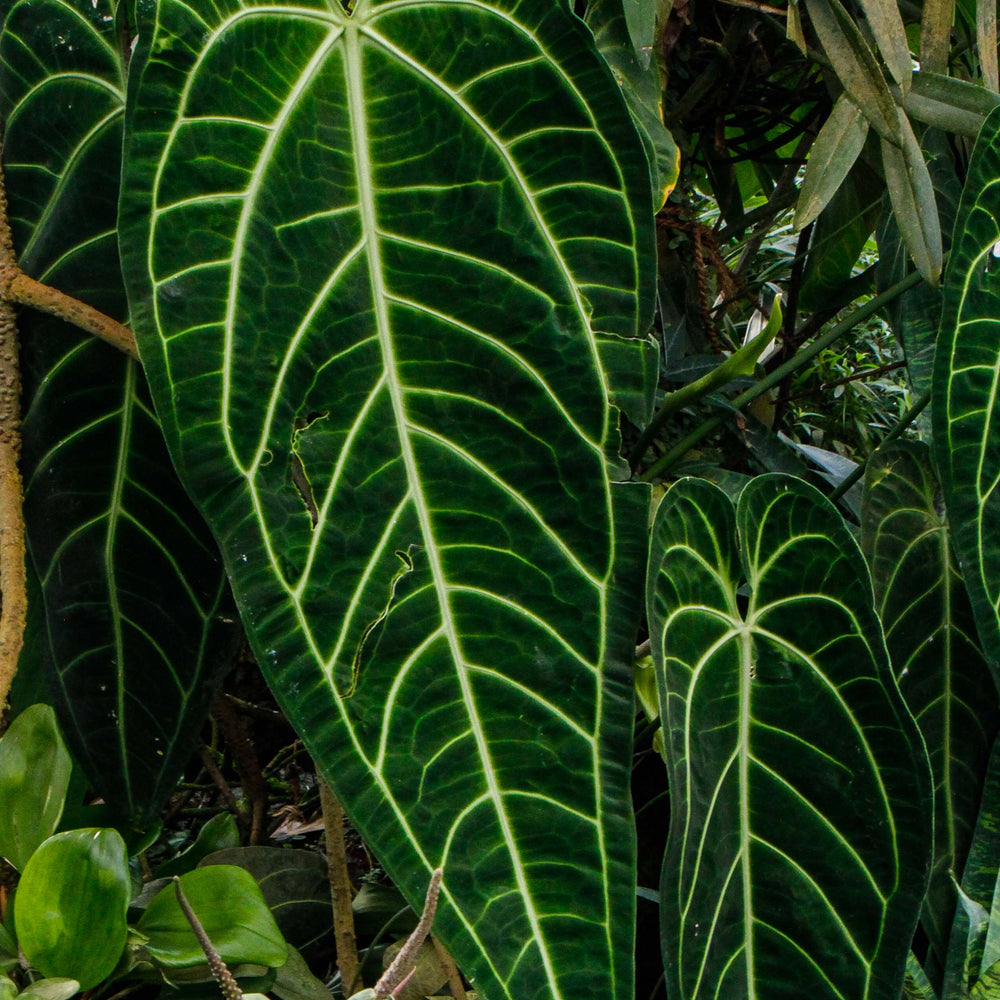 
                      
                        Anthurium warocqueanum, Queen Anthurium
                      
                    