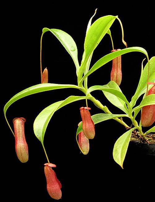 Nepenthes madagascariensis, BE-3247