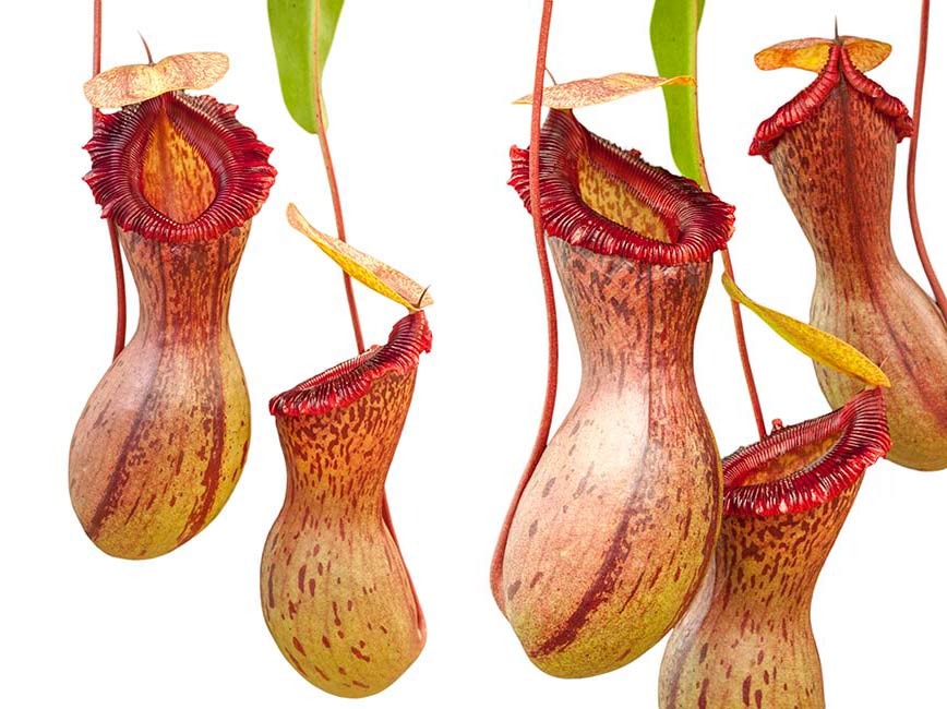 Nepenthes ventricosa Madja -as, BE-3278, pitcher plant, carnivorous plant, collectors plant, large pitchers, rare plants 