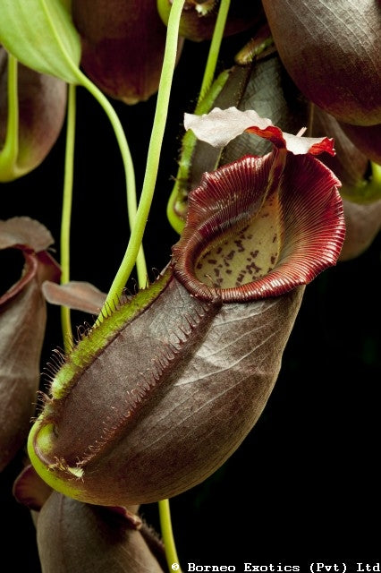 Nepenthes spathulata x gymnamphora, pitcher plant, carnivorous plant, collectors plant, large pitchers, rare plants