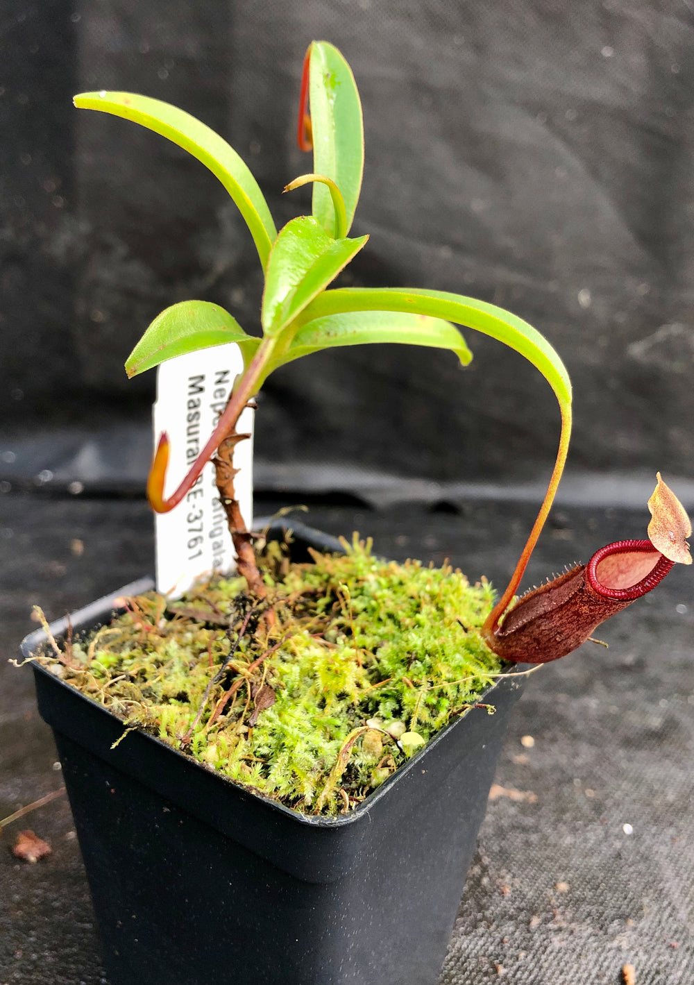 Nepenthes singalana Masurai, BE-3761