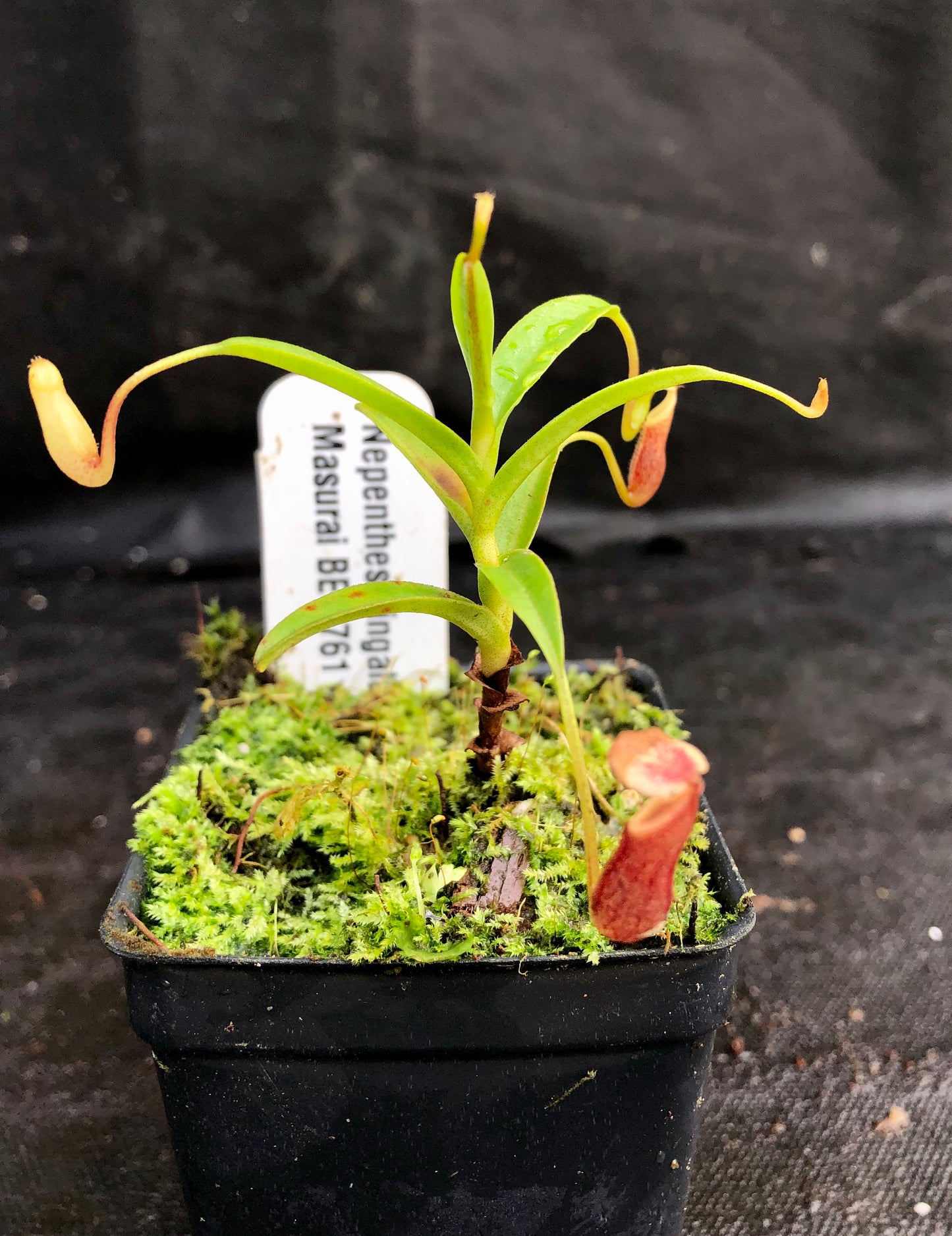 Nepenthes singalana Masurai, BE-3761