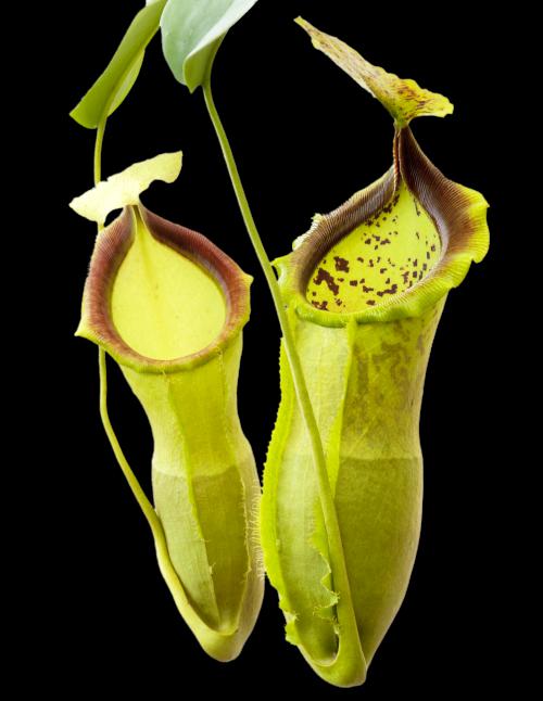 Nepenthes spathulata x campanulata BE-3796