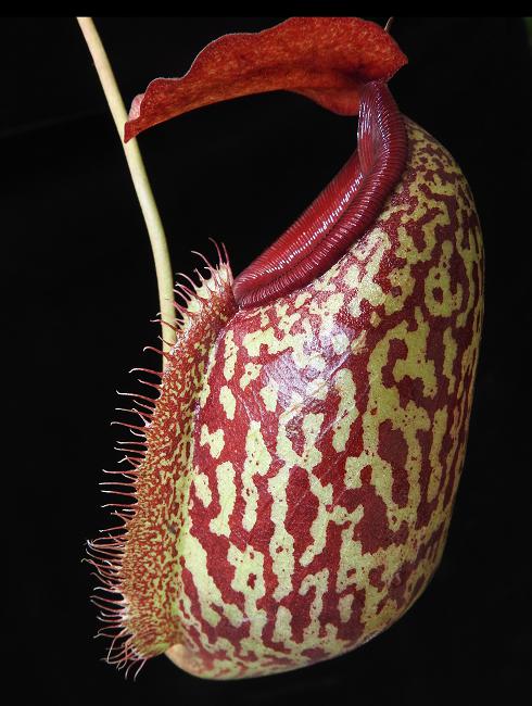 
                      
                        Nepenthes merrilliana x aristolochioides
                      
                    