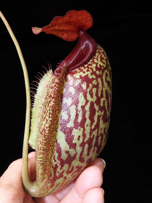 
                      
                        Nepenthes merrilliana x aristolochioides
                      
                    