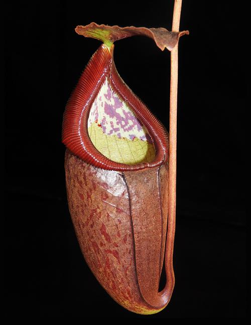 Nepenthes glandulifera x tenuis, BE-3891