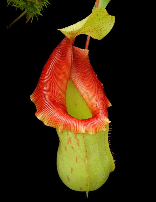 Nepenthes veitchii x ventricosa, BE-4500