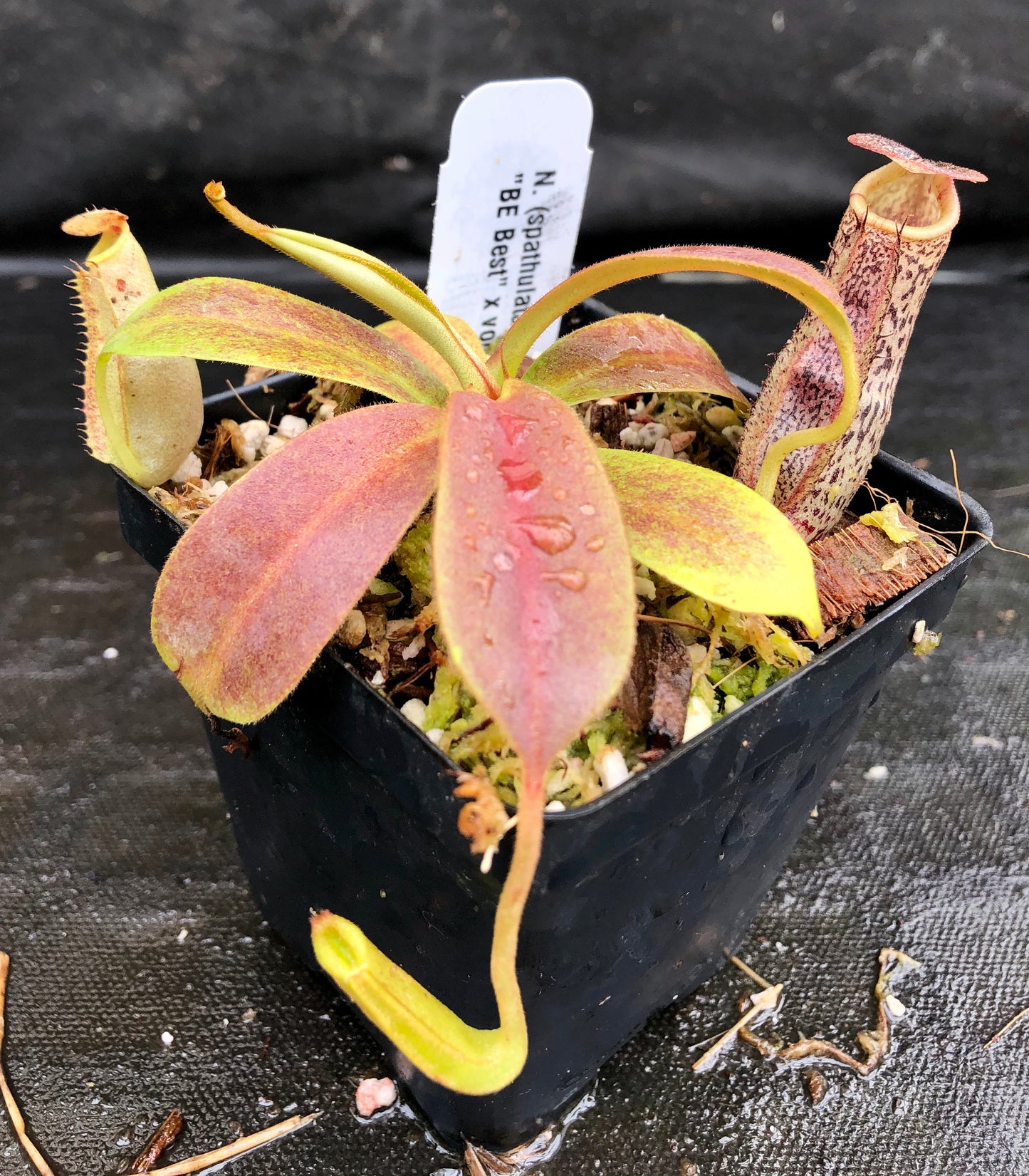 Nepenthes (spathulata x spectabilis) "BE Best" x vogelii, CAR-0051