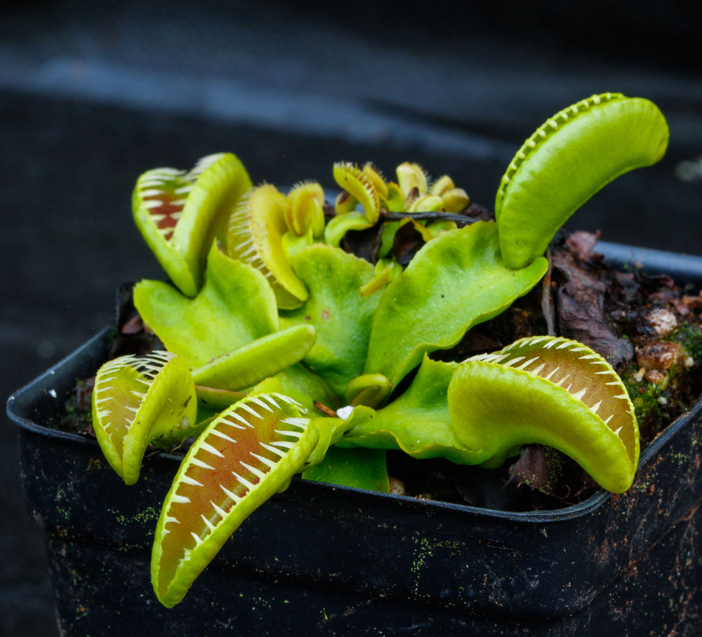 Venus Flytrap- Dionaea muscipula 