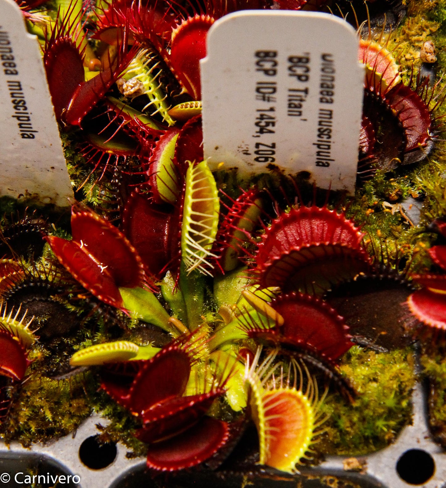 Venus Flytrap- Dionaea muscipula "BCP Titan"