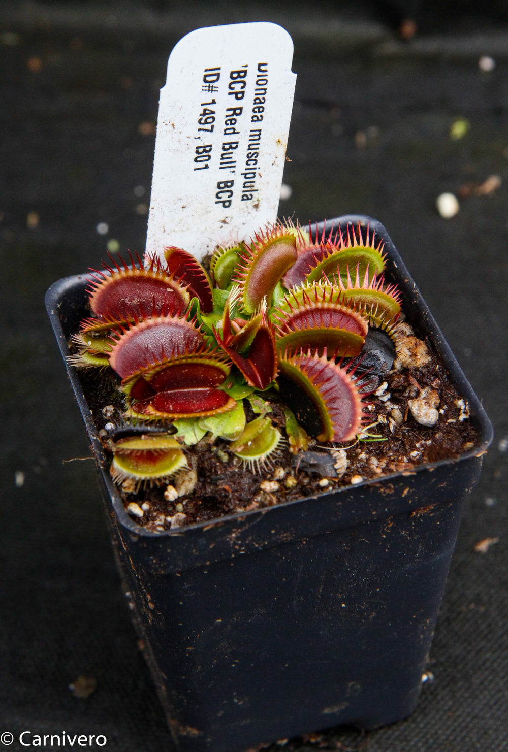 Venus Flytrap- Dionaea muscipula 