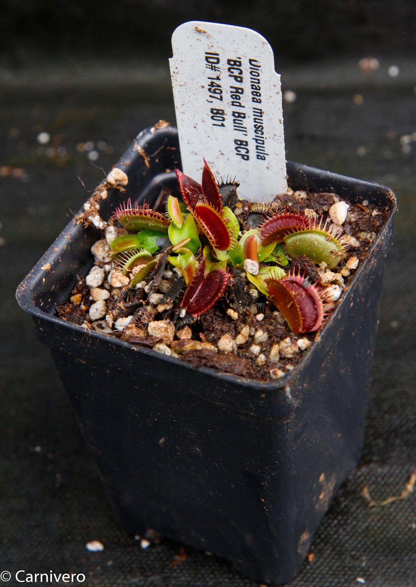 Venus Flytrap- Dionaea muscipula "BCP Red Bull"