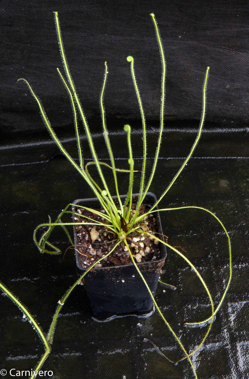 Drosera filiformis var. filiformis