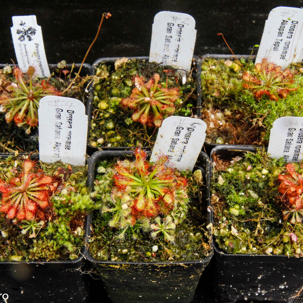 Drosera roraimae Sundew