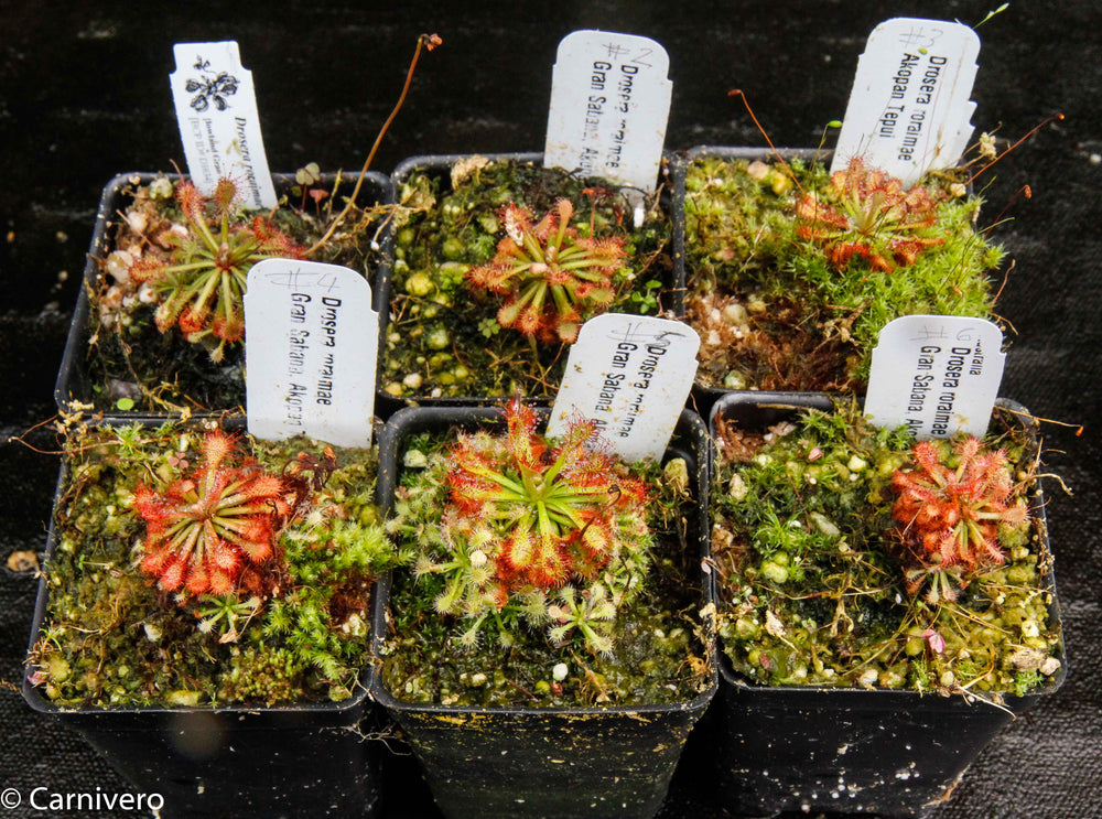 Drosera roraimae Sundew