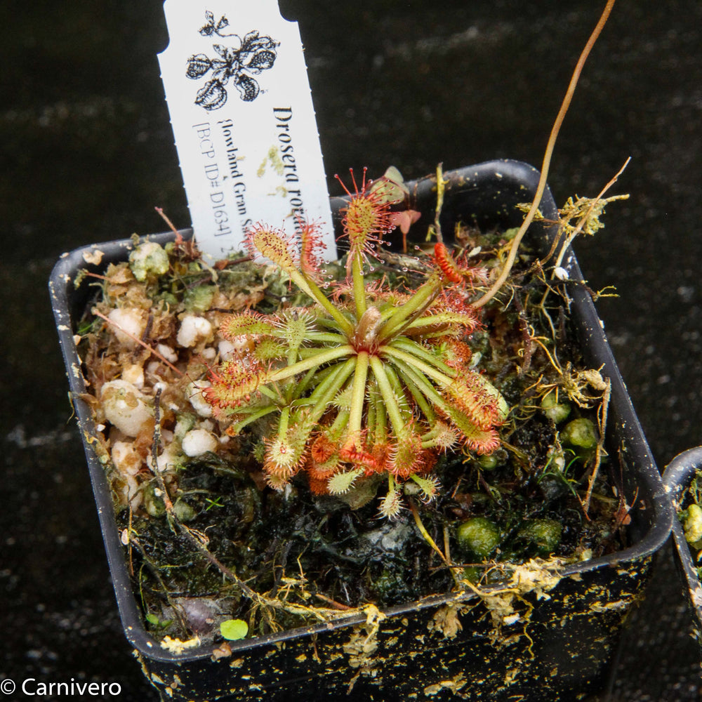 
                      
                        Drosera roraimae Sundew
                      
                    