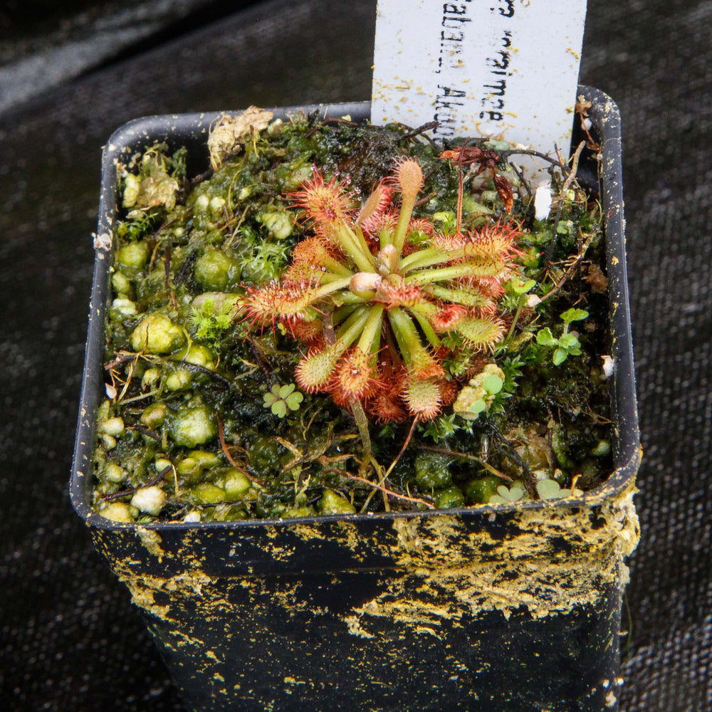 
                      
                        Drosera roraimae Sundew
                      
                    