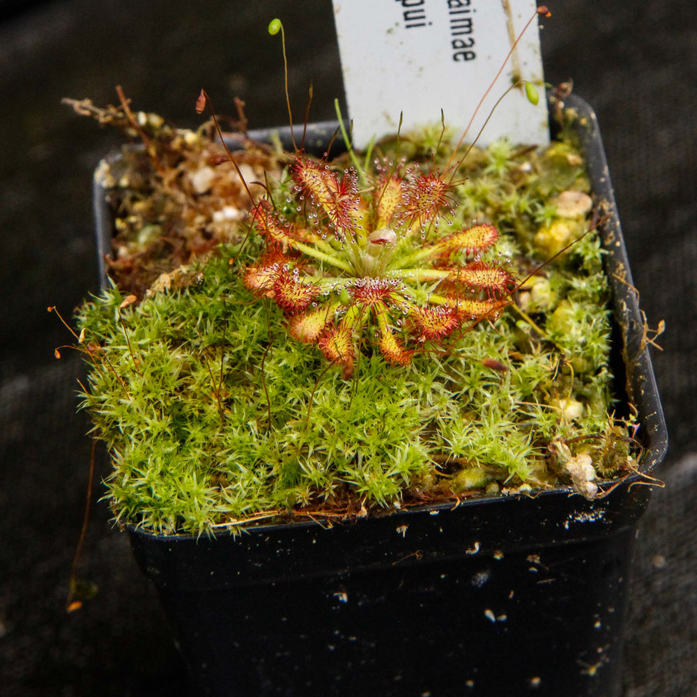 
                      
                        Drosera roraimae Sundew
                      
                    