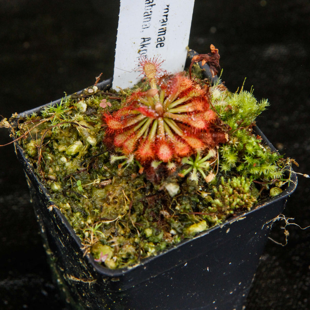 
                      
                        Drosera roraimae Sundew
                      
                    