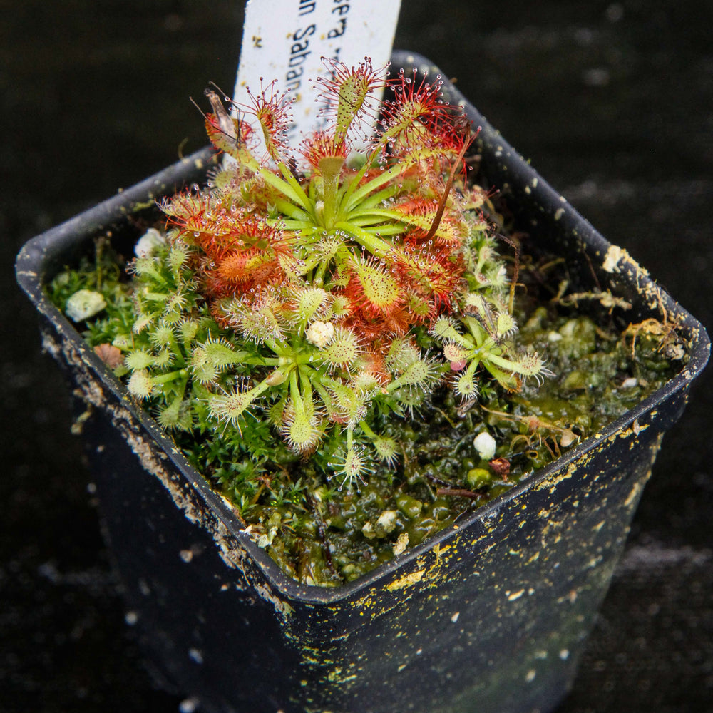 
                      
                        Drosera roraimae Sundew
                      
                    