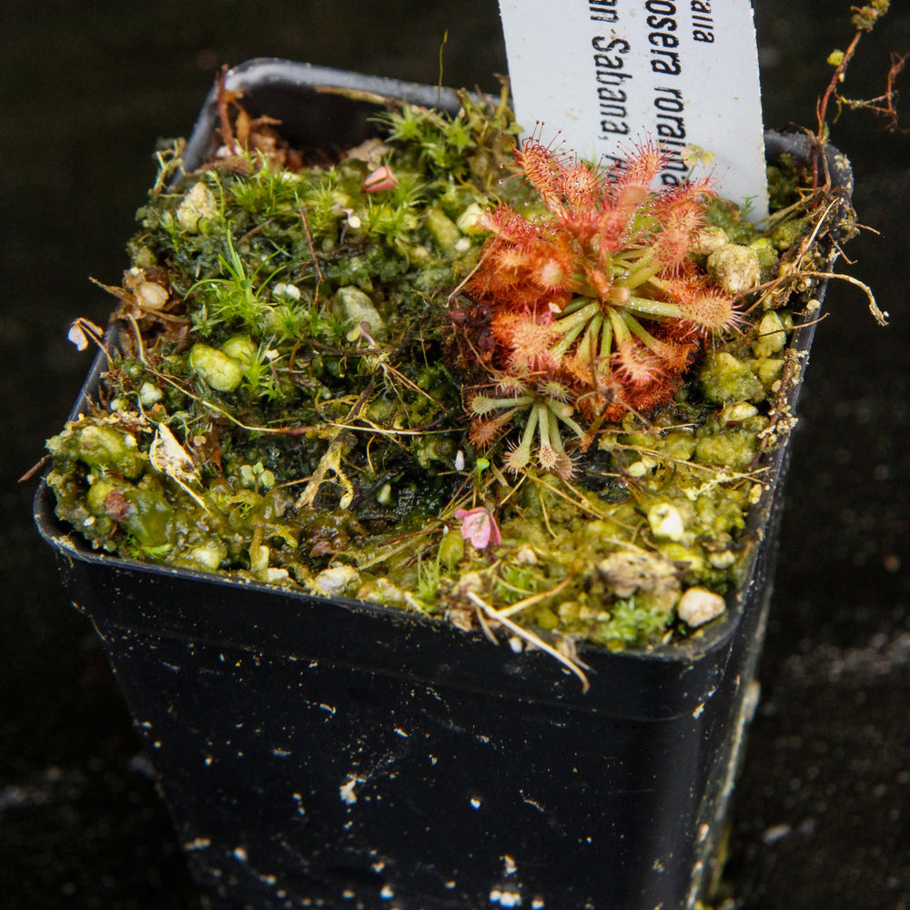 
                      
                        Drosera roraimae Sundew
                      
                    