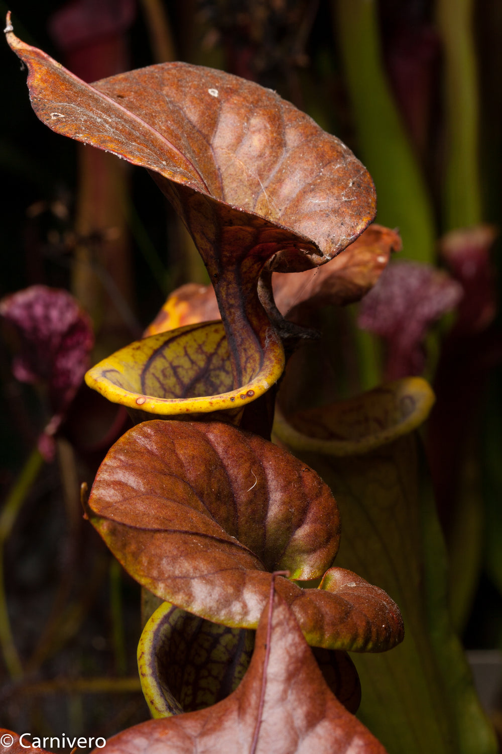 Sarracenia flava var. cuprea