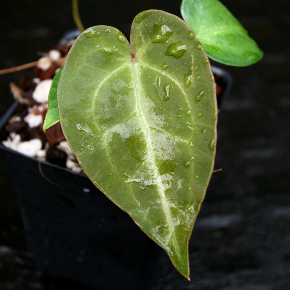 Anthurium forgetii x magnificum, CAR-0202