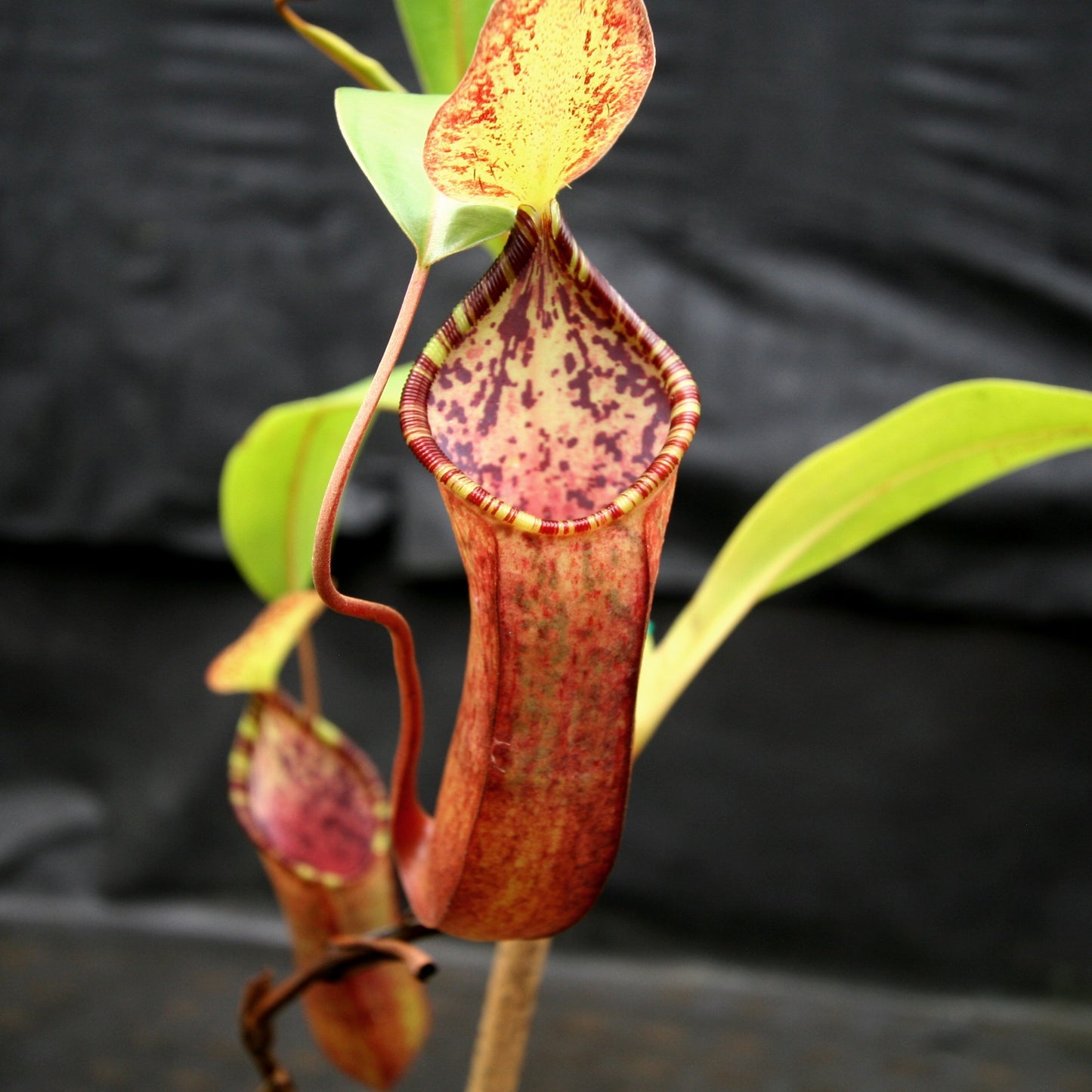 Nepenthes lowii x tentaculata