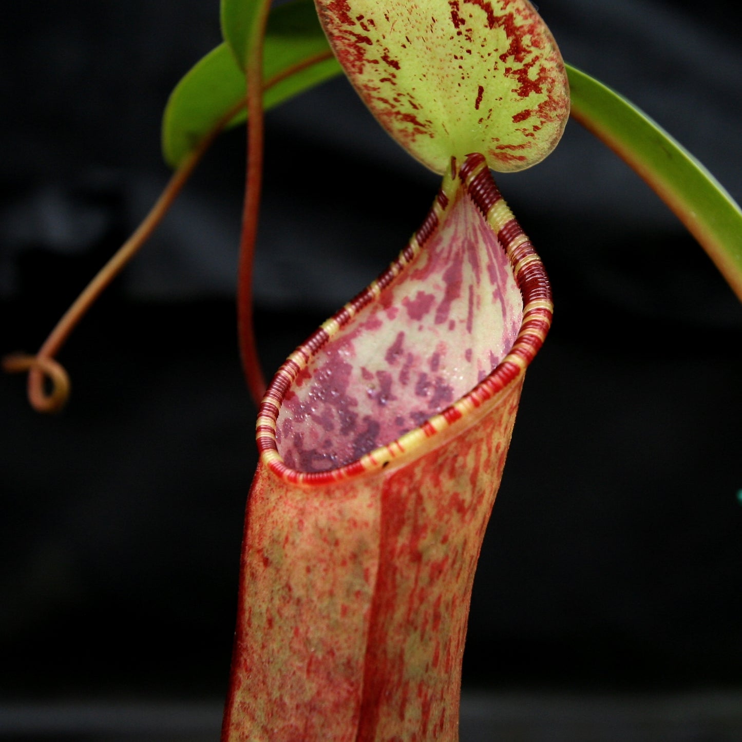 Nepenthes lowii x tentaculata